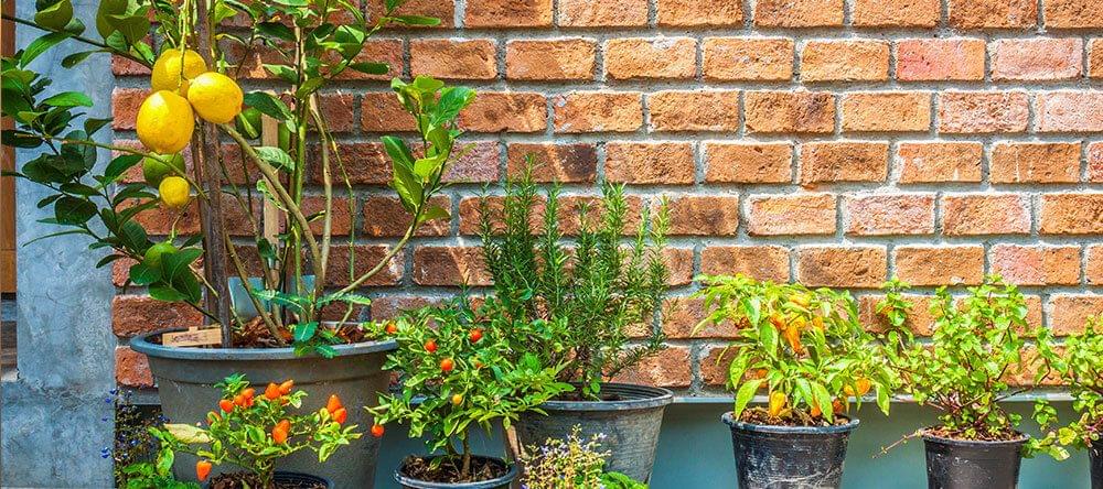 Offrez à vos hôtes de l'eau avec du citron de votre propre jardin