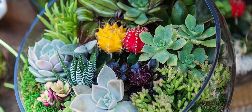 Et pour quelque chose d’encore plus facile d’entretien - des mousses et des cactus donnent de beaux paysages.