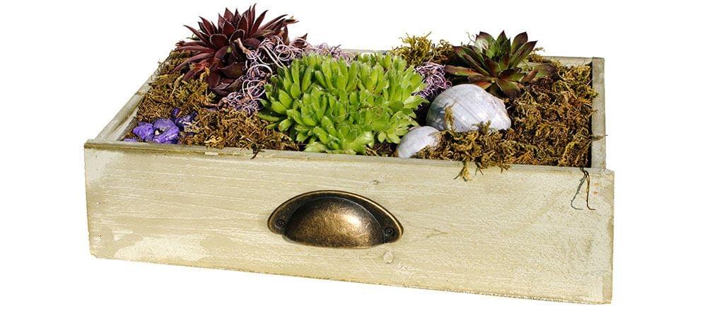 Des plantes vertes faciles à entretenir : reverdissez 2017 grâce aux plantes succulentes.