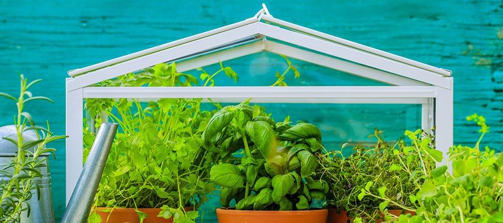 Les mini-serres pour l’appartement sont parfaites pour un jardin d’aromates ou bien un paysage décoratif de fleurs.