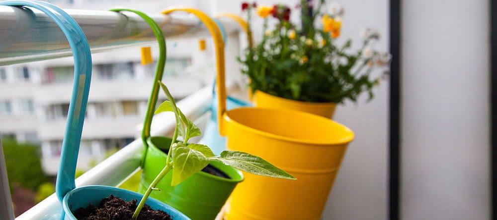 Les plantes et les herbes n'ont pas seulement fière allure, elles diffusent un parfum envoûtant