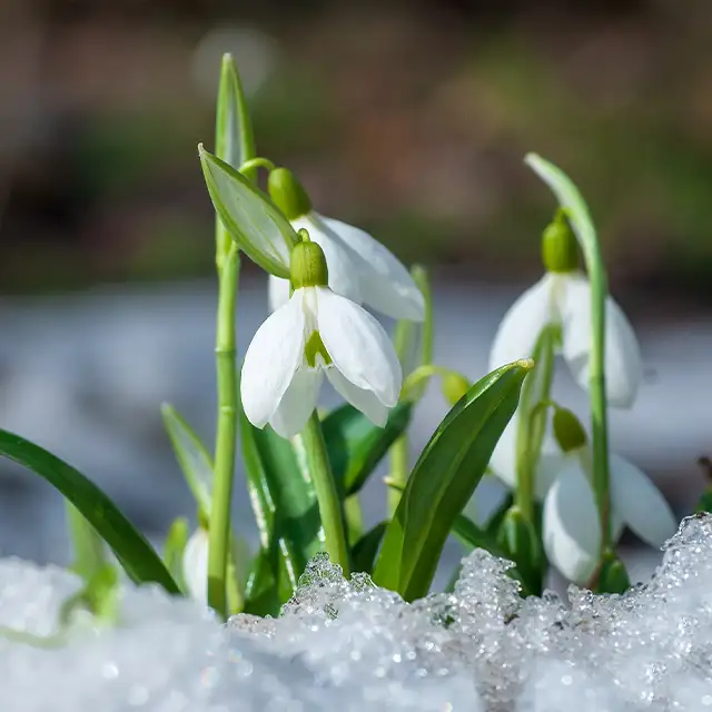 Timing der Bilder: Frühlingserwachen rechtzeitig erkennen