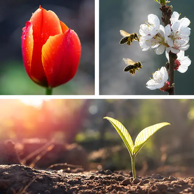 Bilder vom Frühlingserwachen: Details im Fokus