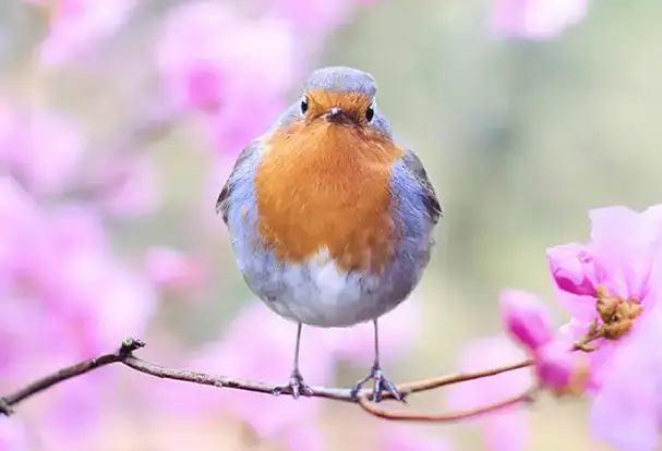 Frühlingsfotos mit Haustieren – Tipps für schöne Naturaufnahmen.