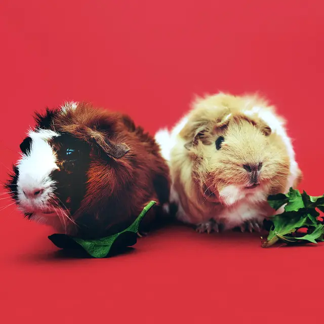 Tierfotografie Tipps: Kleine Tiere groß in Szene setzen