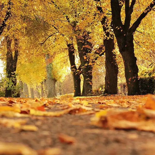 Herbstfotografie-Tipps nutzen für leuchtende Farben