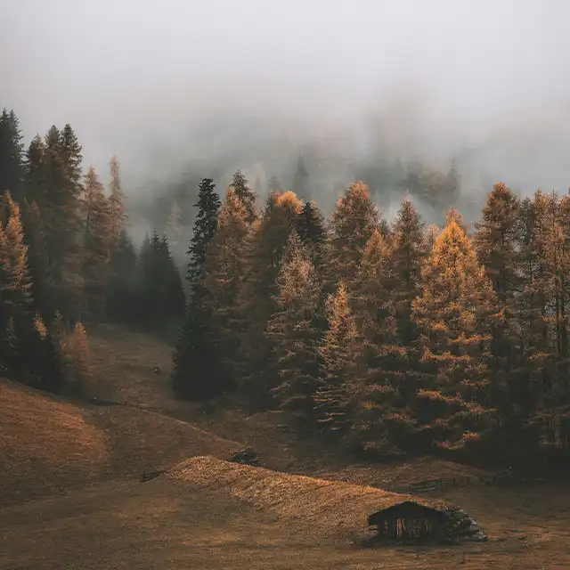 Herbstbilder mit Nebel für mysteriöse Stimmung