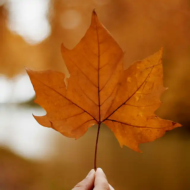 Fotografieren im Herbst mit interessanten Perspektiven