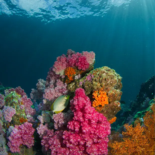 Mit Blitz fotografieren, um unter Wasser Farben zu erhalten.