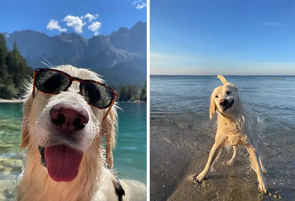 Collage aus 2 Fotos. Links cooler Hund mit Sonnenbrille, rechts nasser Labrador am Meer, der sich schüttelt.